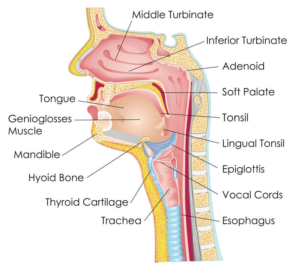 Anatomy of the Throat - Best Ear Nose & Throat (ENT) Doctor NYC - Michael  Burnett MD